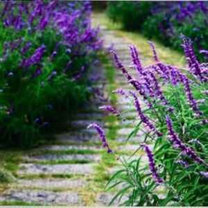 ~Welcome to Lolly Land~